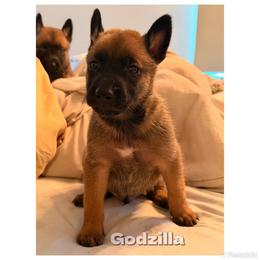 Belgian Malinois Puppies from Iron Ram Working Dogs