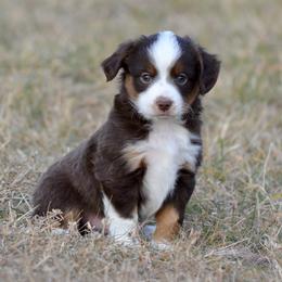 Koosha - Red tri male Toy Australian Shepherd puppy in Bly, Oregon from Apacheblus Toy Aussies
