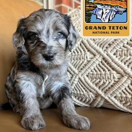 Teton - Tri-color male Labradoodle puppy in Lubbock, Texas from Lucky Labradoodles