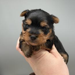 Louis - Black and tan male Yorkshire Terrier puppy in Newark, Ohio from Champagne Charm Yorkies