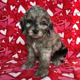 Candy - Merle female Cockapoo puppy in Klingerstown, Pennsylvania from Schaible Family Puppies