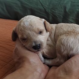 Cavapoo Puppies from Good Shepherd Homestead