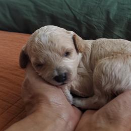 Cavapoo Puppies from Good Shepherd Homestead