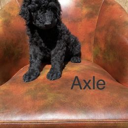 Double Doodle, Goldendoodle, and Pyredoodle Puppies from Little Muddy Doodles