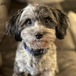 Leo - Sheepadoodle