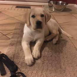 Jack Russell Terrier and Labrador Retriever Puppies from Canine Assist