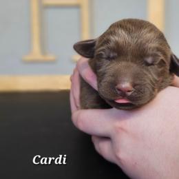 Cardi - Chocolate female Labrador Retriever puppy in Macomb, Missouri from Hicks Family Homestead