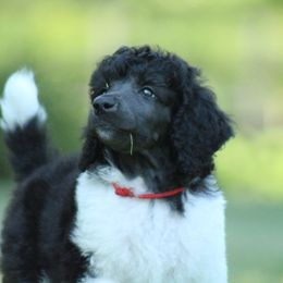 Poodle Puppies from Chapel Hill Poodles