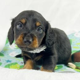 Butterfinger - Black and tan male Dachshund puppy in Sacramento, California from MiniDoxPups