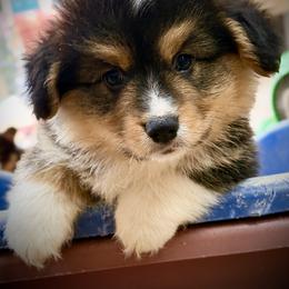 AKC Larry, stunning red head tri fluffy - Black and tan male Pembroke Welsh Corgi puppy in Taylorsville, North Carolina from Mill Creek’s Pembroke Welsh Corgis and French Bulldogs