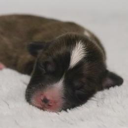 Maple (Fluffy) - Sable and white female American Corgi puppy in Fayetteville, Arkansas from Intergalactic Corgis