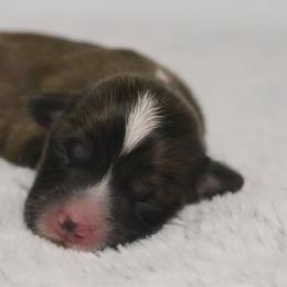 Maple (Fluffy) - Sable and white female American Corgi puppy in Fayetteville, Arkansas from Intergalactic Corgis