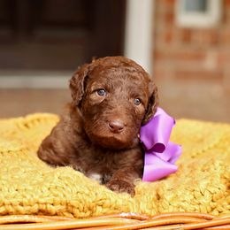Australian Labradoodle, Bernedoodle, and Goldendoodle Puppies from Golden Fields Doodles