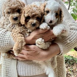Bernedoodle, Cavapoochon, Goldendoodle, and Spanish Water Dog Puppies from PitterPatterPuppiesNJ