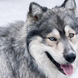 Tonka - Siberian Husky