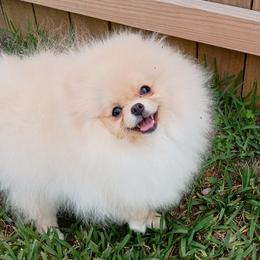 Pomeranian Puppies from Triple P Babies/Pampered Pom Pom babies