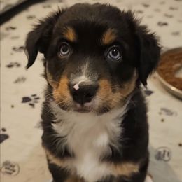 Zeus - Black tri-color male Australian Shepherd puppy in Independence, West Virginia from Haddix Farms