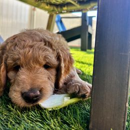 Goldendoodle Puppies from Golden Liberty Doodles
