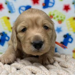 Whimsy - Cream male Dachshund puppy in Murfreesboro, Tennessee from Kimbrie's Dream Cream Doxies