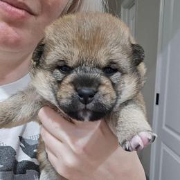 Daisho - Red male Shiba Inu puppy in Marianna, Florida from Diwasou