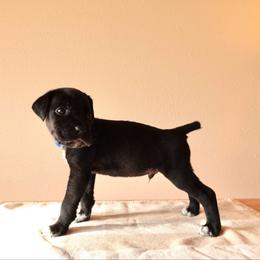 Volkov - Black male Cane Corso puppy in Houston, Texas from Mortaio Cane Corso