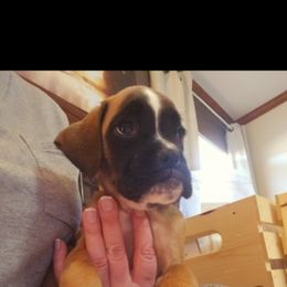 Boxer and Shih Tzu Puppies from L&L European Boxers and Shih Tzus