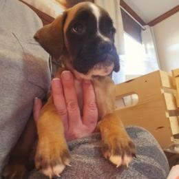 Boxer and Shih Tzu Puppies from L&L European Boxers and Shih Tzus