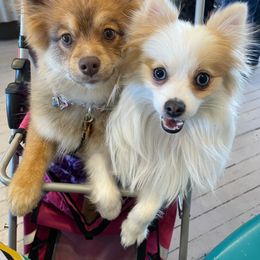 Pomeranian Puppies from ARC Kennels