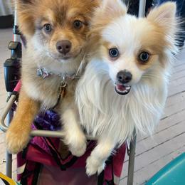Pomeranian Puppies from ARC Kennels
