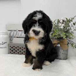 Miss Sierra - Tri-color female Bernedoodle puppy in Hegins, Pennsylvania from Bubbling Springs Doodles, LLC