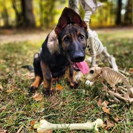 German Shepherd Puppies from Royalty German Shepherds