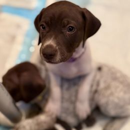 Violet (Girl 2 - Light Purple) - White and liver female German Shorthaired Pointer puppy in Keller, Texas from Jerri Ford