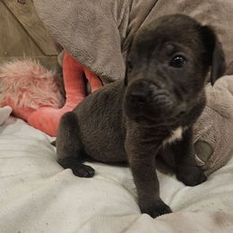 Duke - Gray male Cane Corso puppy in Roachdale, Indiana from Cast Iron Kennels