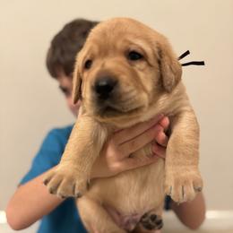 Mr. Romeo - Yellow male Labrador Retriever puppy in Canton, Georgia from Dukes Retirevers
