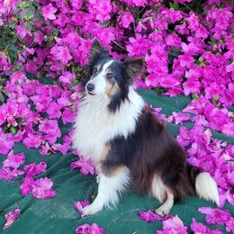Joy - Shetland Sheepdog