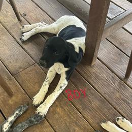 Black Boy 9050 - Black and white male German Shorthaired Pointer puppy in Spring Hope, North Carolina from Hogan’s Lowrider Hounds