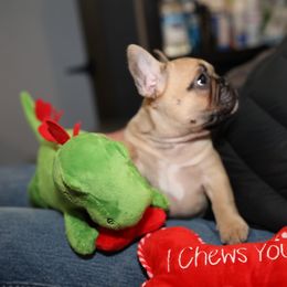French Bulldog Puppies from Camp Fine Frenchies
