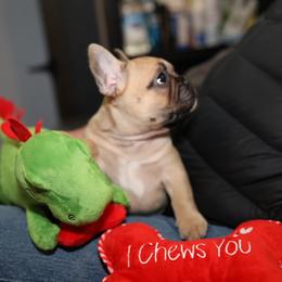 French Bulldog Puppies from Camp Fine Frenchies