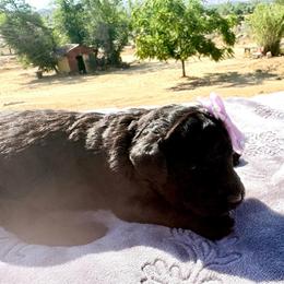 Hera - Gray female Poodle puppy in Meadowbrook, California from Standard Poodle Pups
