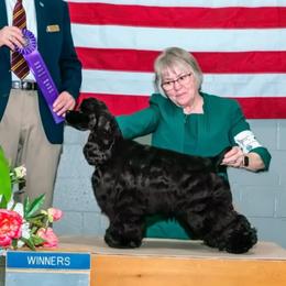 Ralph - Cocker Spaniel