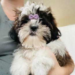 John - Brindle and white male Shih Tzu puppy in Jasper, Georgia from Tiny Bubbles Shih Tzus