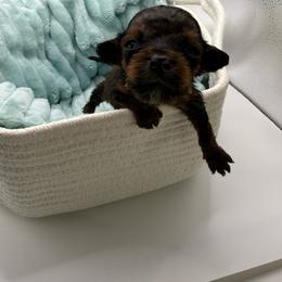 Berry (Black collar) - Cream male Dachshund puppy in Mountain Home, Arkansas from Furry Friends Kennel