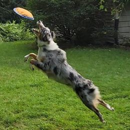 Australian Shepherds from Accelerated Aussies