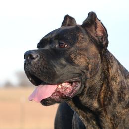 Sunny - Cane Corso