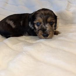 Tanjiro - Dapple male Dachshund puppy in Merryville, Louisiana from Red Hill Dachsunds