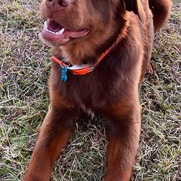 Toy Australian Shepherds from Double T Aussies