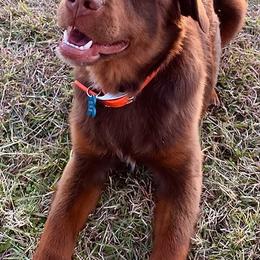 Toy Australian Shepherds from Double T Aussies