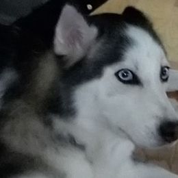 Pomskies from Lea's Pompski