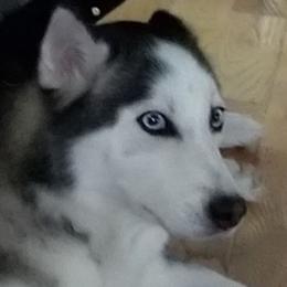 Pomskies from Lea's Pompski