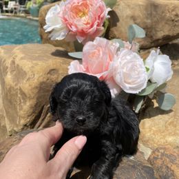 Aussiedoodle Puppies from Cadillac Mini Aussiedoodles, LLC
